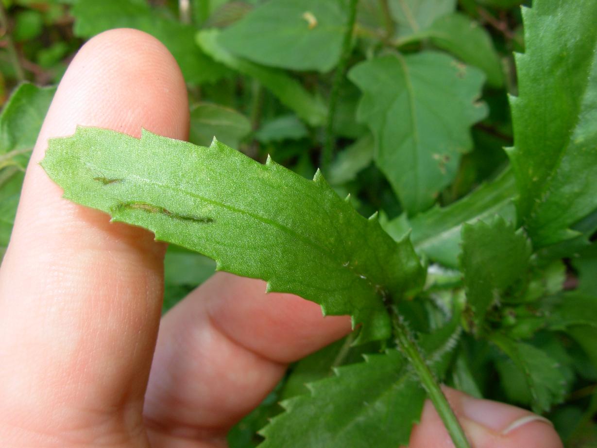 Coleostephus myconis (L.) Rchb. f. / Margherita gialla